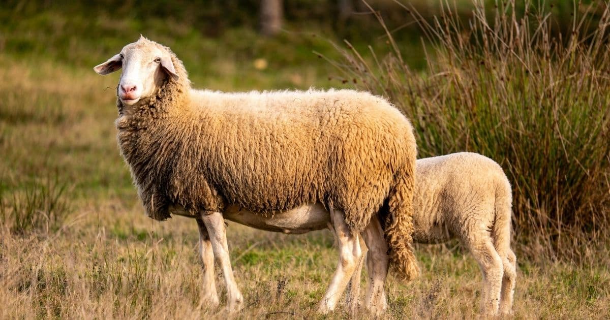 Kıvırcık Küçükbaş