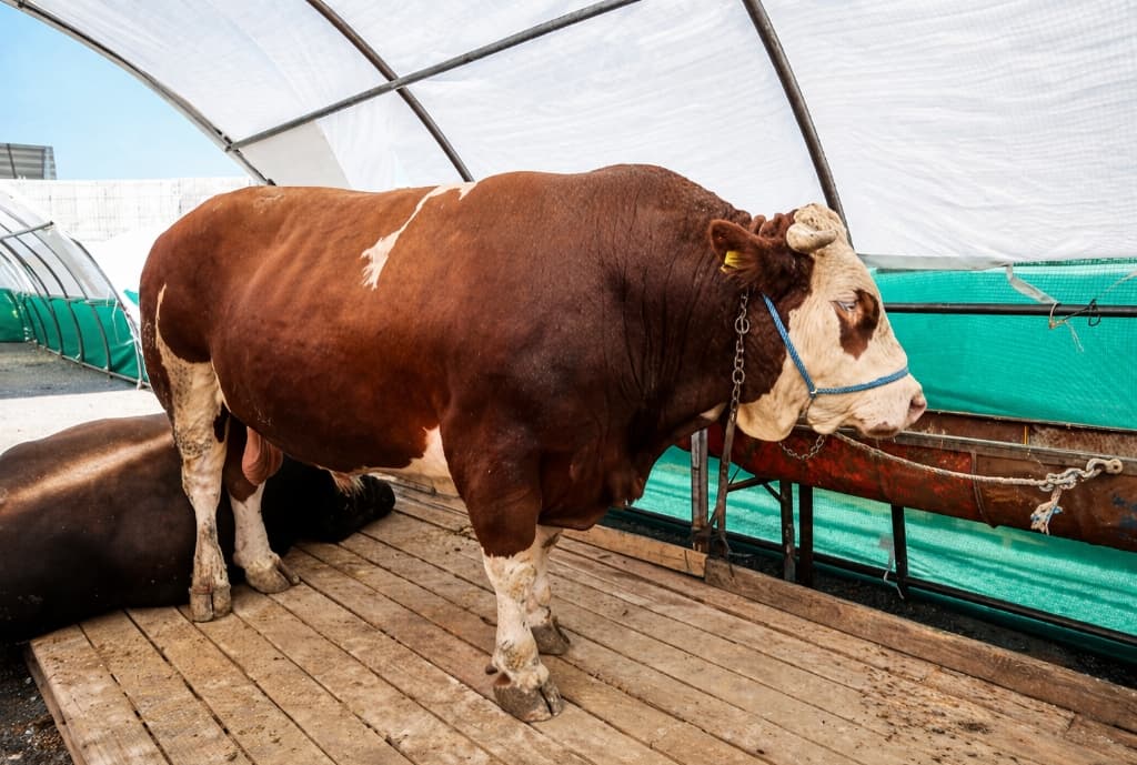 Büyükbaş Hisseleri
